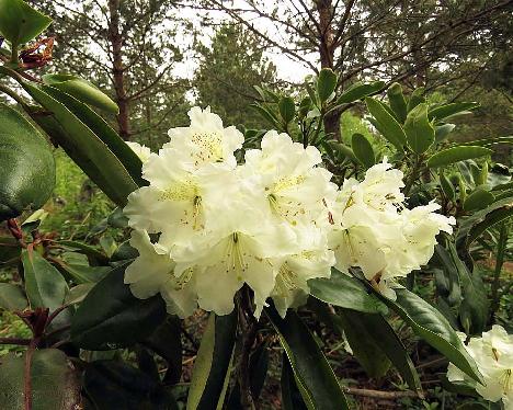 IMG_7911_BVT_x_wardii_03_1024px BVTward-03, Rhododendron brachycarpum ssp. tigerstedtii x wardii , #03, a hybrid from Peter Tigerstedt - May 20, 2019