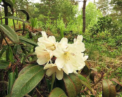 IMG_7913_BVT_x_wardii_01_1024px BVTward-01, Rhododendron brachycarpum ssp. tigerstedtii x wardii , #01, a hybrid from Peter Tigerstedt - May 20, 2019