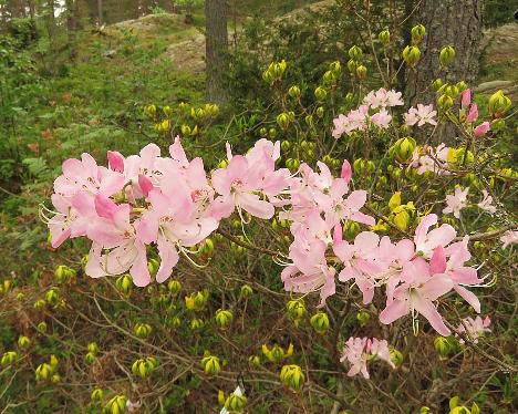 IMG_7916_vaseyi_1024px Rhododendron vaseyi - May 29, 2019