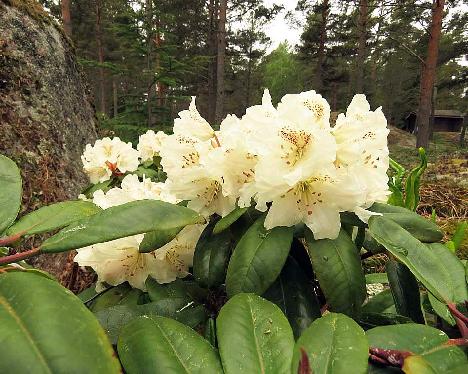 IMG_7917_BVT_x_wardii_02_2003-0577_1024px BVTward-02, Rhododendron brachycarpum ssp. tigerstedtii x wardii , #02, a hybrid from Peter Tigerstedt - May 20, 2019