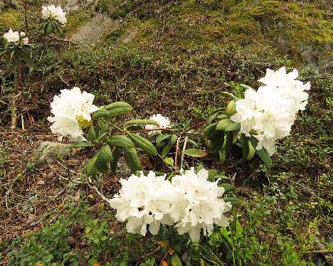 IMG_7919_Boule_de_Neige_LUMIPALLO_1024px Rhododendron 'Boule de Neige' - May 29, 2019