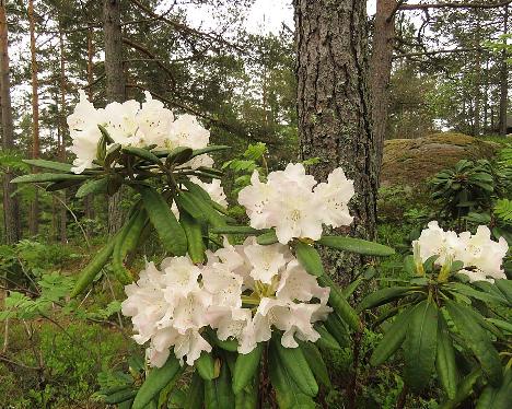 IMG_7923_Axel_Tigerstedt_1024px Rhododendron 'Axel Tigerstedt' - May 29, 2019