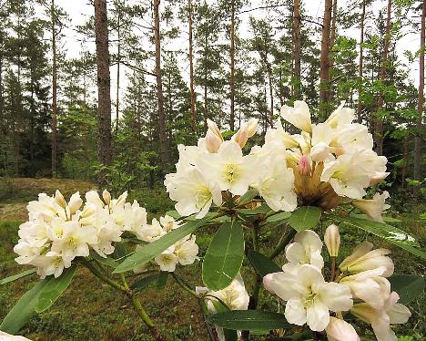 IMG_7925_Lumotar_1024px Rhododendron 'Lumotar', a named cultivar from Kristian Theqvist - May 29, 2019
