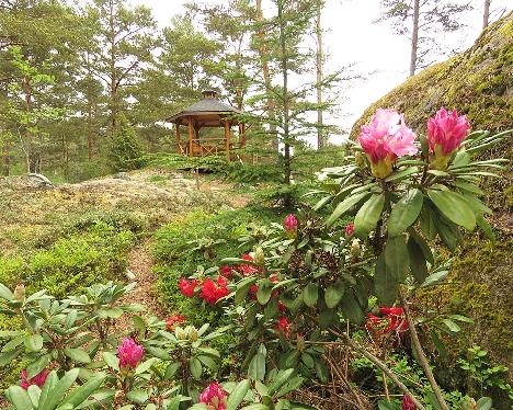 IMG_7928_Gradito_1024px Rhododendron 'Gradito' - May 29, 2019