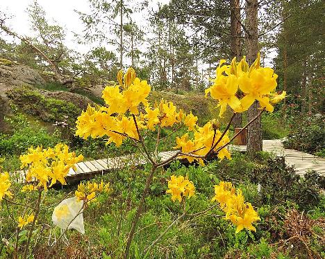 IMG_7935_luteum_dark_2010-1620_1024px Rhododendron luteum dark yellow form - May 29, 2019