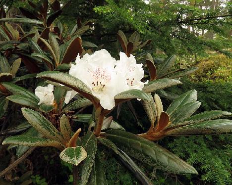 IMG_7939_Hydon_Velvet_1024px Rhododendron 'Hydon Velvet' - May 29, 2019