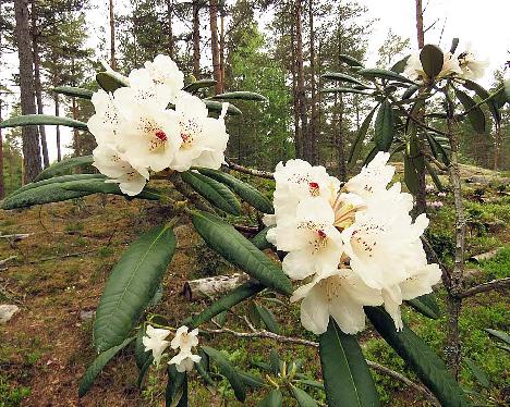 IMG_7946_brachycarpum_Ullung_x_rex_2005-1077_1024px BVTrex-01, Rhododendron brachycarpum ssp. ulleungense x rex , a hybrid from Kaarel Voitk - May 29, 2019