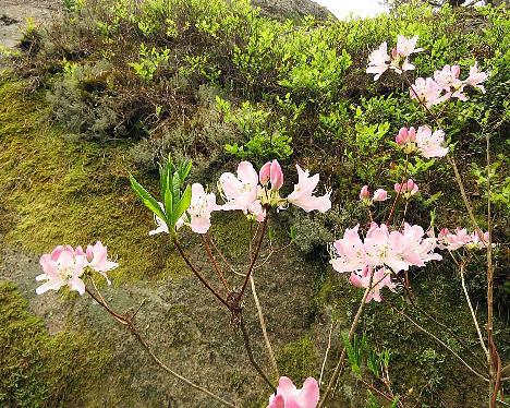 IMG_7948_vaseyi_1024px Rhododendron vaseyi - May 29, 2019