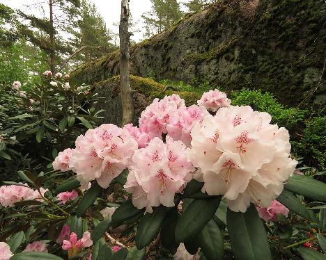 IMG_7953_Ingrid_Mehlquist_1024px Rhododendron 'Ingrid Mehlquist' - May 29, 2019