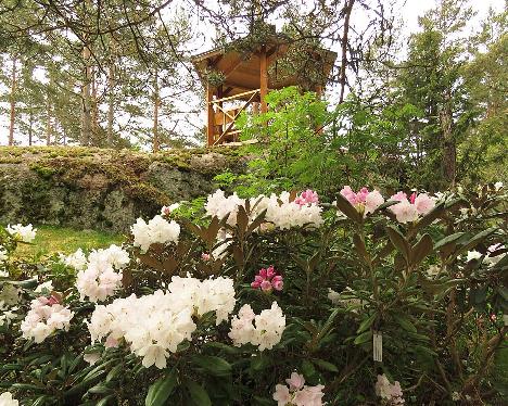 IMG_7963_Crete_1024px Rhododendron 'Crete' - May 29, 2019