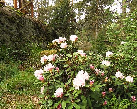 IMG_7965_Anna_H_Hall_1024px Rhododendron 'Anna H. Hall' - May 29, 2019