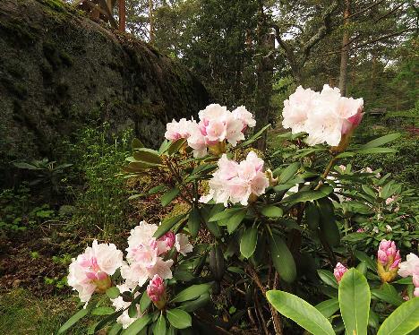 IMG_7966_Anna_H_Hall_1024px Rhododendron 'Anna H. Hall' - May 29, 2019