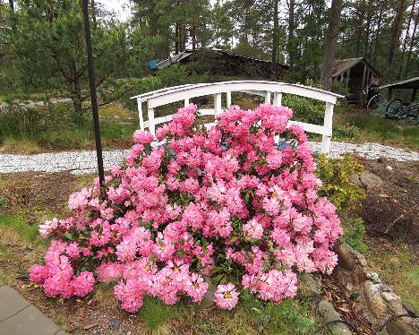 IMG_7968_Sonatine_1024px Rhododendron 'Sonatine' - May 31, 2019