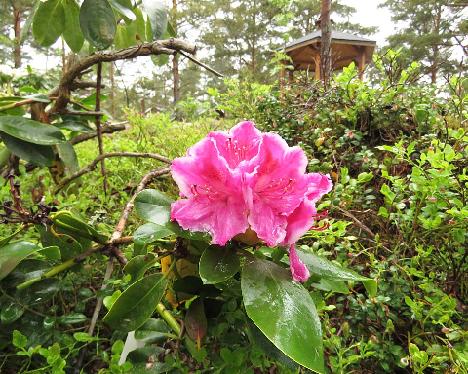 IMG_7988_Claudine_1024px Rhododendron 'Claudine' - May 31, 2019