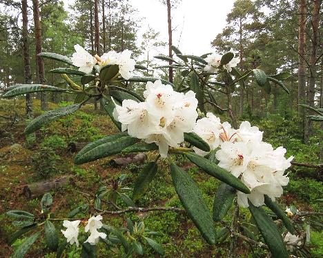 IMG_8009_brachycarpum_Ullung_x_rex_2005-1077_1024px BVTrex-01, Rhododendron brachycarpum ssp. ulleungense x rex , a hybrid from Kaarel Voitk - May 31, 2019