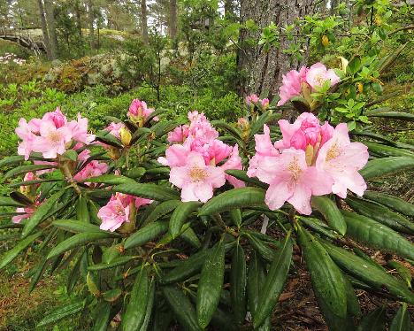 IMG_8021_MikkKal-02_Mikkeli_x_Kalinka_1024px MikkKall-02, Rhododendron 'Mikkeli' x 'Kalinka', a hybrid from Kristian Theqvist - May 31, 2019