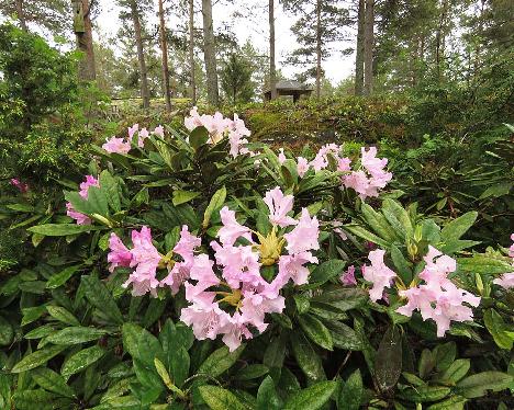IMG_8023_Pohjolas_Daughter_1024px Rhododendron 'Pohjola's Daughter' - May 31, 2019