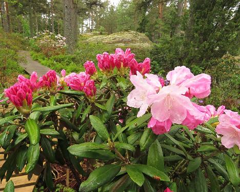 IMG_8024_Pink_Parasol_1024px Rhododendron 'Pink Parasol' - May 31, 2019