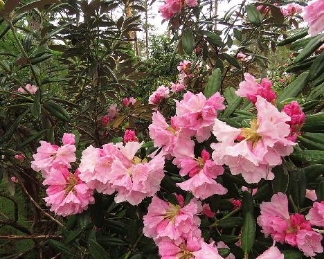 IMG_8031_Silver_Lady_1024px Rhododendron 'Silver Lady' - May 31, 2019