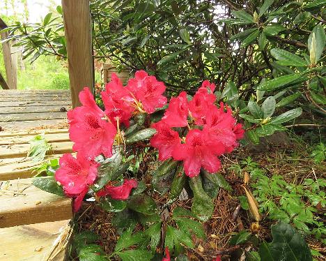 IMG_8037_Corinna_1024px Rhododendron 'Corinna' - May 31, 2019