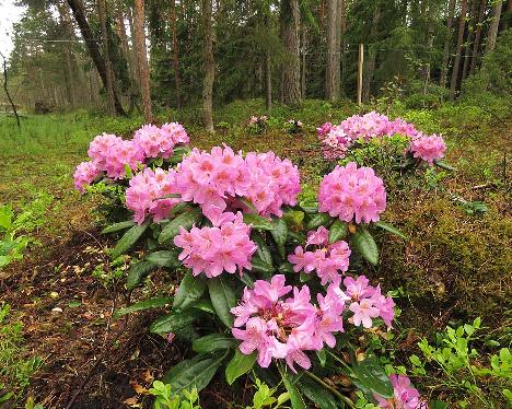 IMG_8041_Becca_1024px Rhododendron 'Becca', a named cultivar from Kristian Theqvist - May 31, 2019