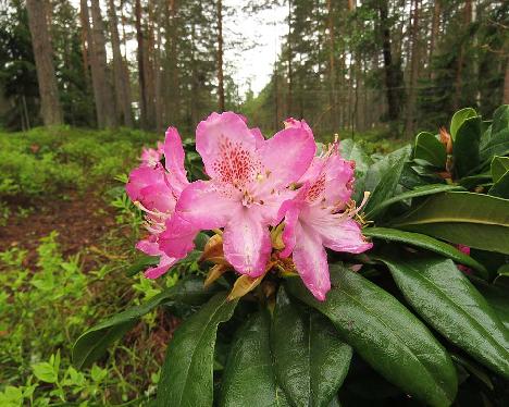 IMG_8044_Eija_1024px Rhododendron 'Eija', a named cultivar from Kristian Theqvist - May 31, 2019
