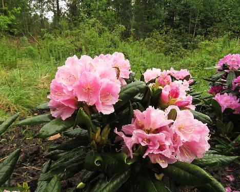 IMG_8048_Ritva_1024px Rhododendron 'Ritva', a named cultivar from Kristian Theqvist - May 31, 2019