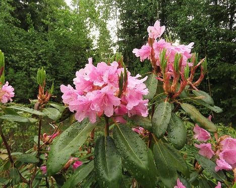 IMG_8055_Haaga_x_vernicosum_1024px Rhododendron 'Haaga' x vernicosum , # 01, a hybrid from Kristian Theqvist - May 31, 2019