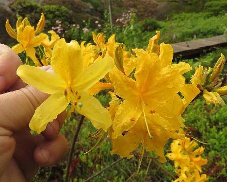 IMG_8065_luteum_normal_vs_dark_yellow_cropped_1024px Rhododendron luteum , typical and dark yellow form - May 31, 2019