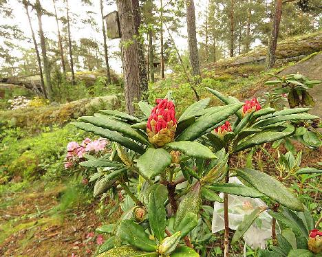 IMG_8075_Hehku_ElsBöhm-01_1024px Rhododendron 'Hehku', a named cultivar from Kristian Theqvist - June 2, 2019