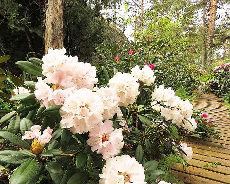 IMG_8081_Ingrid_Mehlquist_1024px Rhododendron 'Ingrid Mehlquist' - June 2, 2019