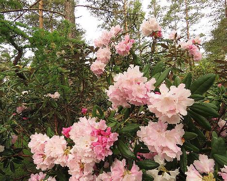 IMG_8085_Silver_Lady_1024px Rhododendron 'Silver Lady' - June 2, 2019