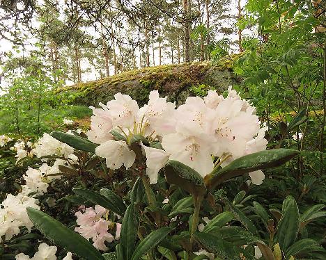 IMG_8087_Crete_1024px Rhododendron 'Crete' - June 2, 2019