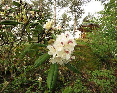 IMG_8091_PMA_Tigerstedt_1024px Rhododendron 'P.M.A. Tigerstedt'' - June 2, 2019