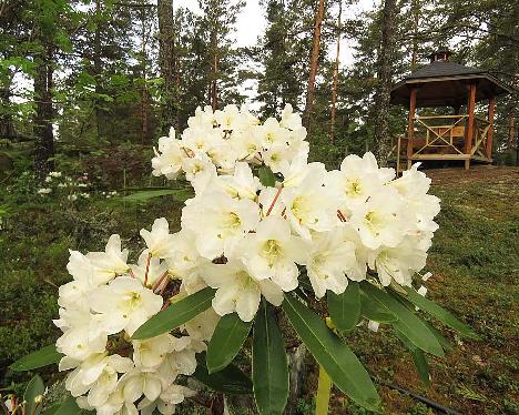 IMG_8094_Lumotar_1024px Rhododendron 'Lumotar', a named cultivar from Kristian Theqvist - June 2, 2019