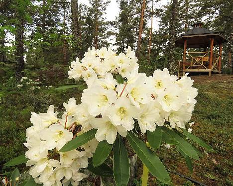 IMG_8094_Lumotar_1024px Rhododendron 'Lumotar', a named cultivar from Kristian Theqvist - June 2, 2019