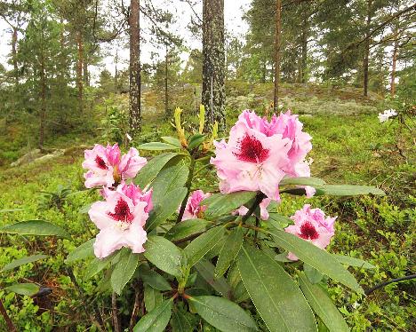 IMG_8096_ROYAL_BUTTERFLY_1024px Rhododendron 'Królowa Jadwiga', ROYAL BUTTERFLY - June 2, 2019