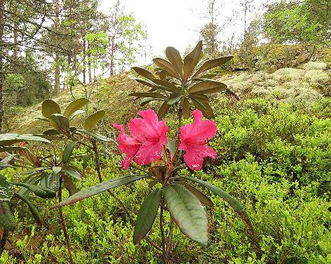 IMG_8098_Weinlese_1024px Rhododendron 'Weinlese' - June 2, 2019
