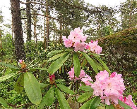 IMG_8104_Bellefontaine_1024px Rhododendron 'Bellefontaine' - June 2, 2019