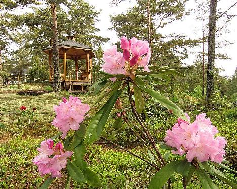 IMG_8106_Bellefontaine_1024px Rhododendron 'Bellefontaine' - June 2, 2019