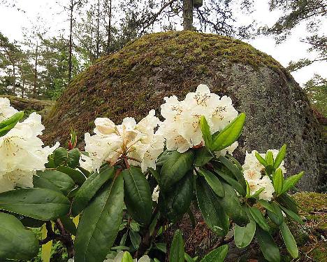 IMG_8111_BVTward-02_brachycarpum_ssp_tigerstedtii_x_wardii_02_1024px BVTward-02, Rhododendron brachycarpum ssp. tigerstedtii x wardii , #02, a hybrid from Peter Tigerstedt - June 2, 2019