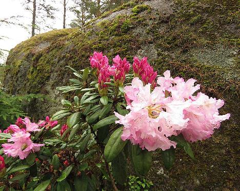 IMG_8114_Gradito_1024px Rhododendron 'Gradito' - June 2, 2019