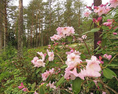 IMG_8121_fortunei_1024px Rhododendron fortunei - June 2, 2019