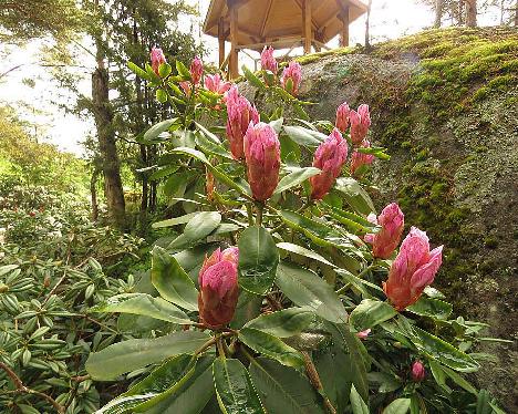 IMG_8137_Dagmar_1024px Rhododendron 'Dagmar' - June 2, 2019