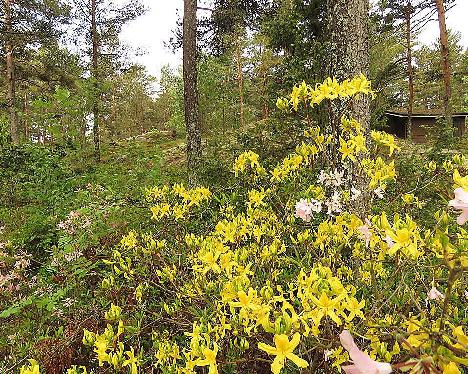 IMG_8139_luteum_1024px Rhododendron luteum - June 2, 2019