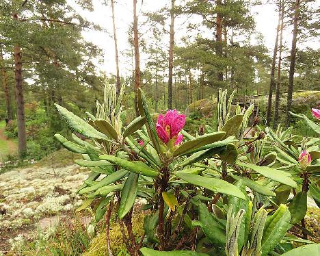 IMG_8143_smirnowii_kalliolla_2003-0404_1024px Rhododendron smirnowii - June 2, 2019