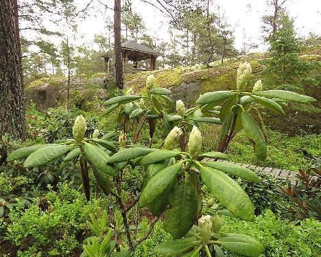 IMG_8145_brachycarpum_var_fauriei_2005-0839_1024px Rhododendron brachycarpum var. fauriei - June 2, 2019