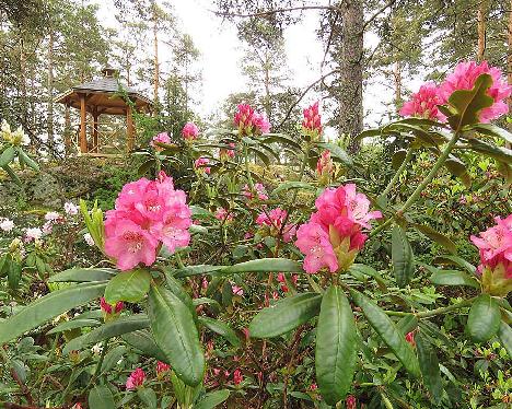IMG_8147_Marketta_1024px Rhododendron 'Marketta' - June 2, 2019