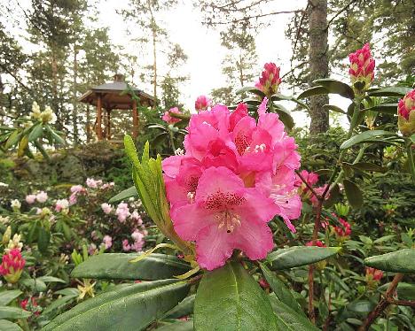 IMG_8150_Marketta_1024px Rhododendron 'Marketta' - June 2, 2019