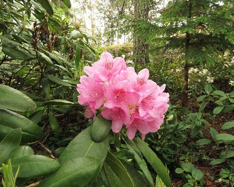 IMG_8154_Helsinki_University_1024px Rhododendron 'Helsinki University' - June 2, 2019